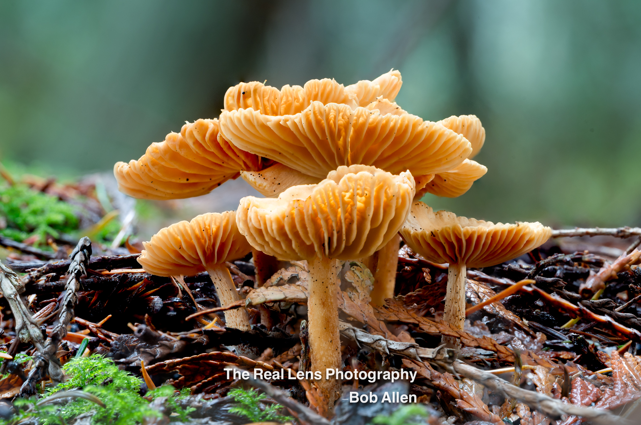 Shop Landscape Prints