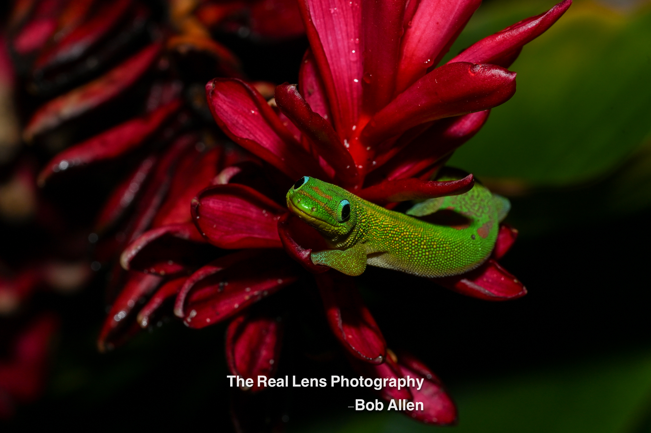 Reptiles / Amphibians gallery